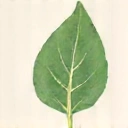 Icono de hoja o menú de alimentación